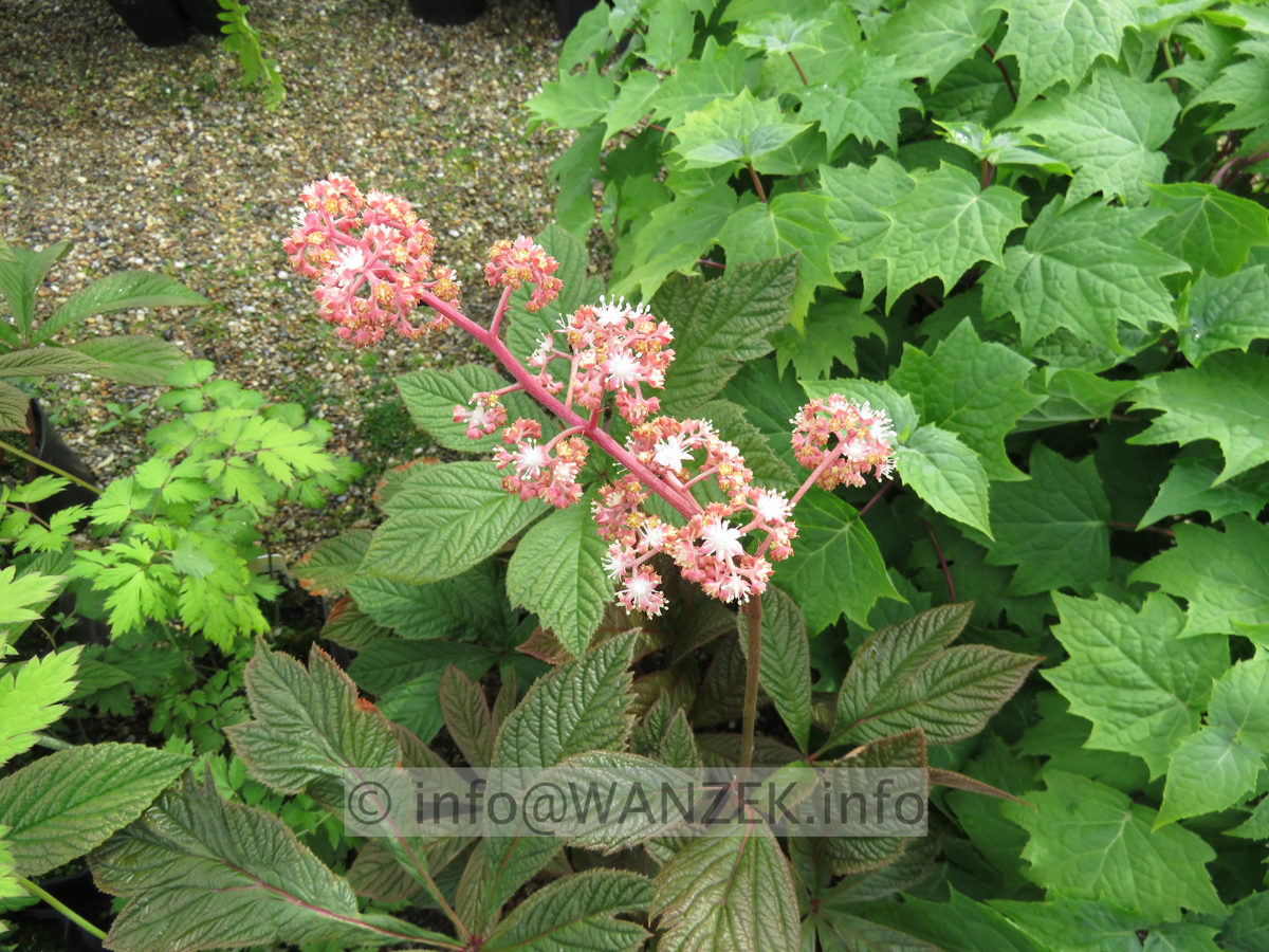 Rodgersia purdonii 01.JPG